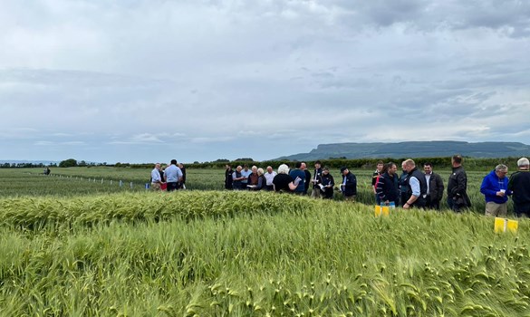Viewing crops at the Limavady Monitor Farm